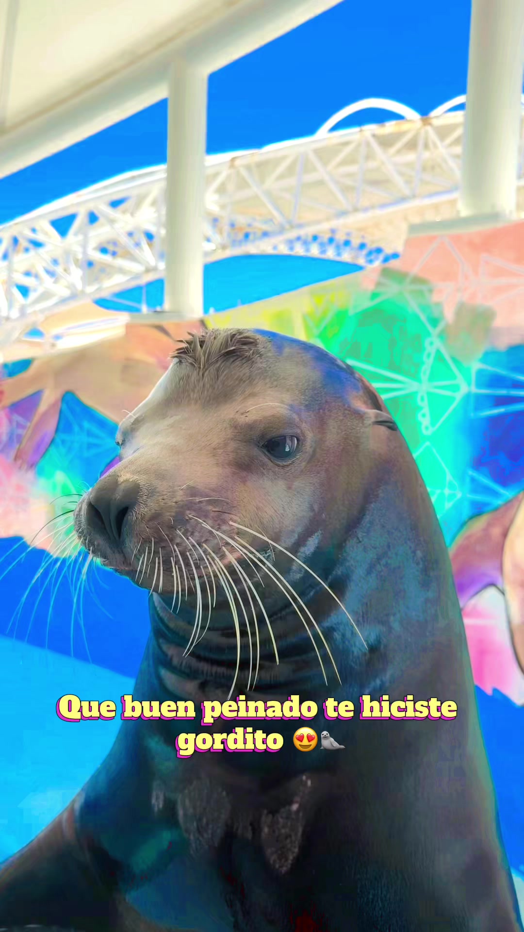 @Juan Anaya Trainer 🐬🦭