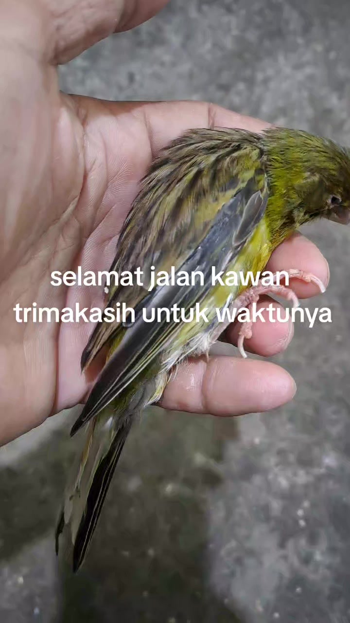 @fixrihidayat