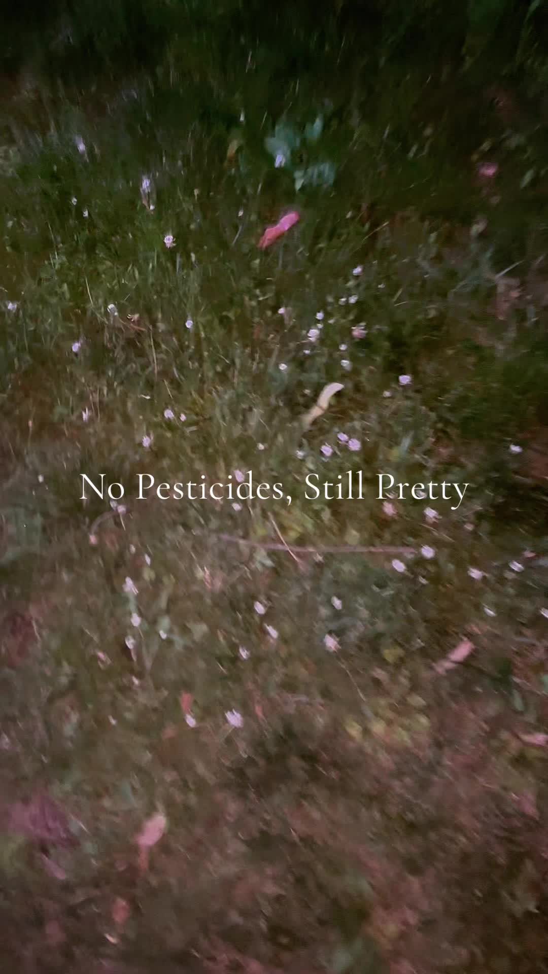 @Lady & the Floofs
