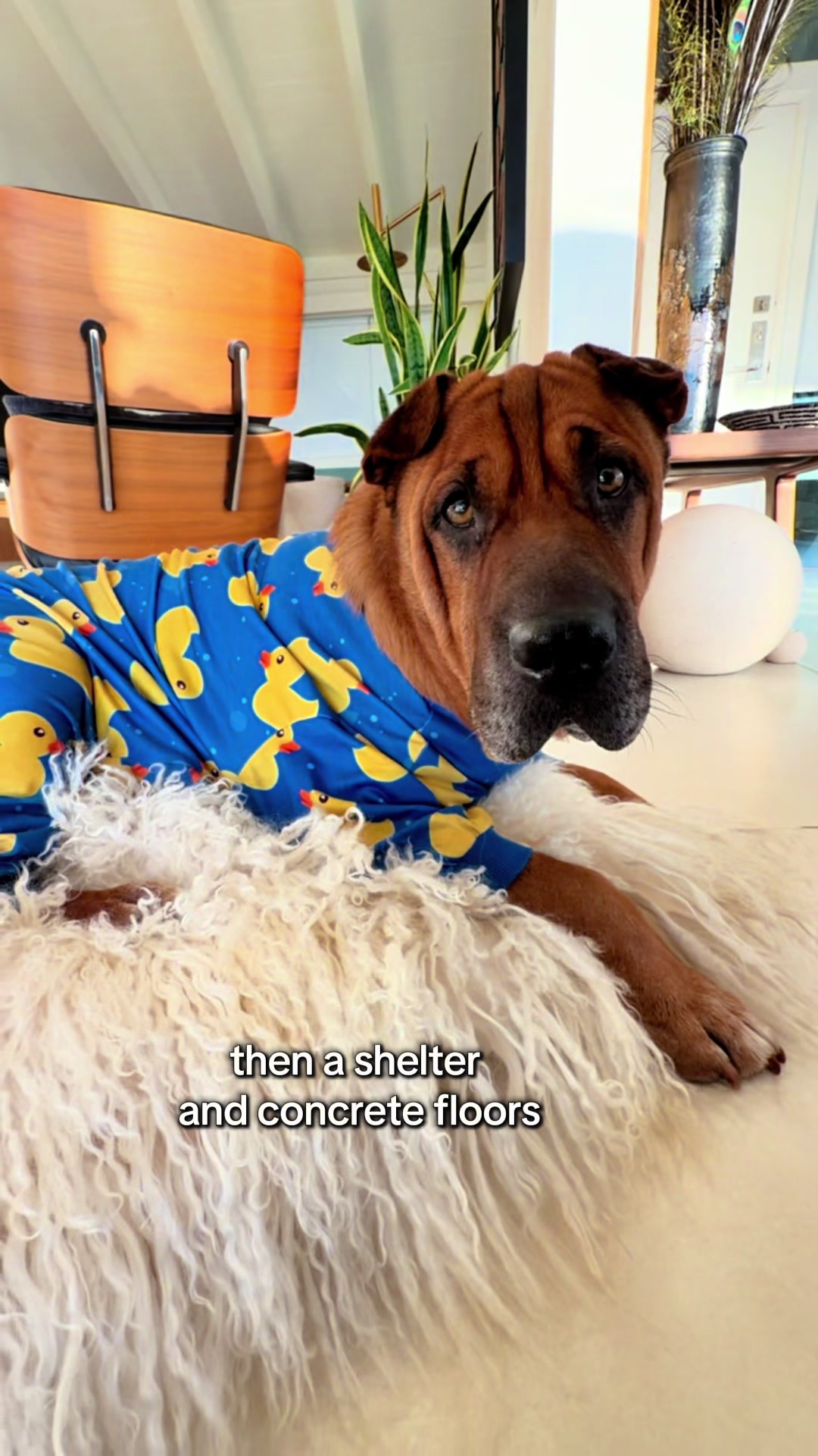 @Ryder 🐾 Rescue Shar Pei