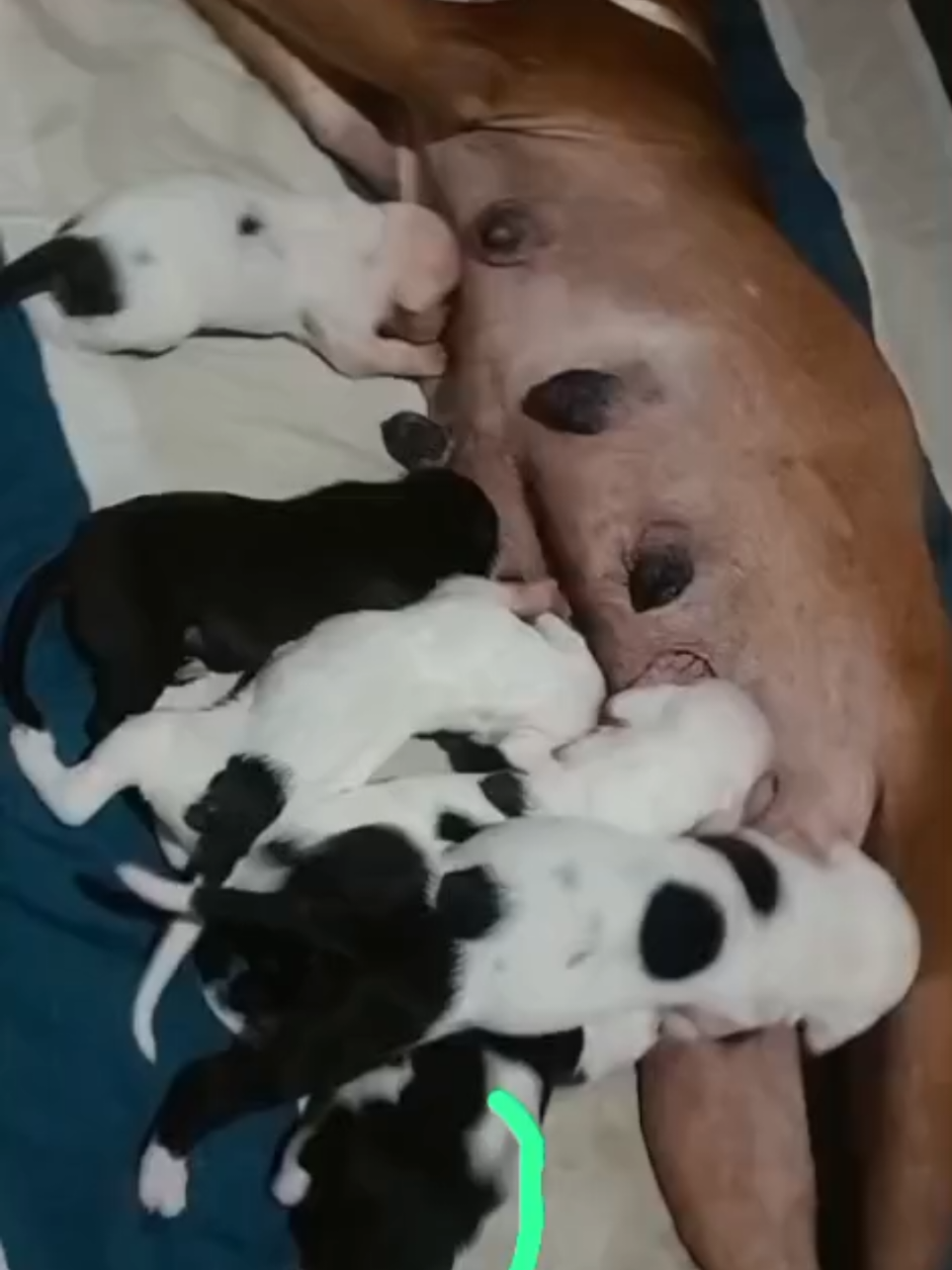 @Perritos Voladores