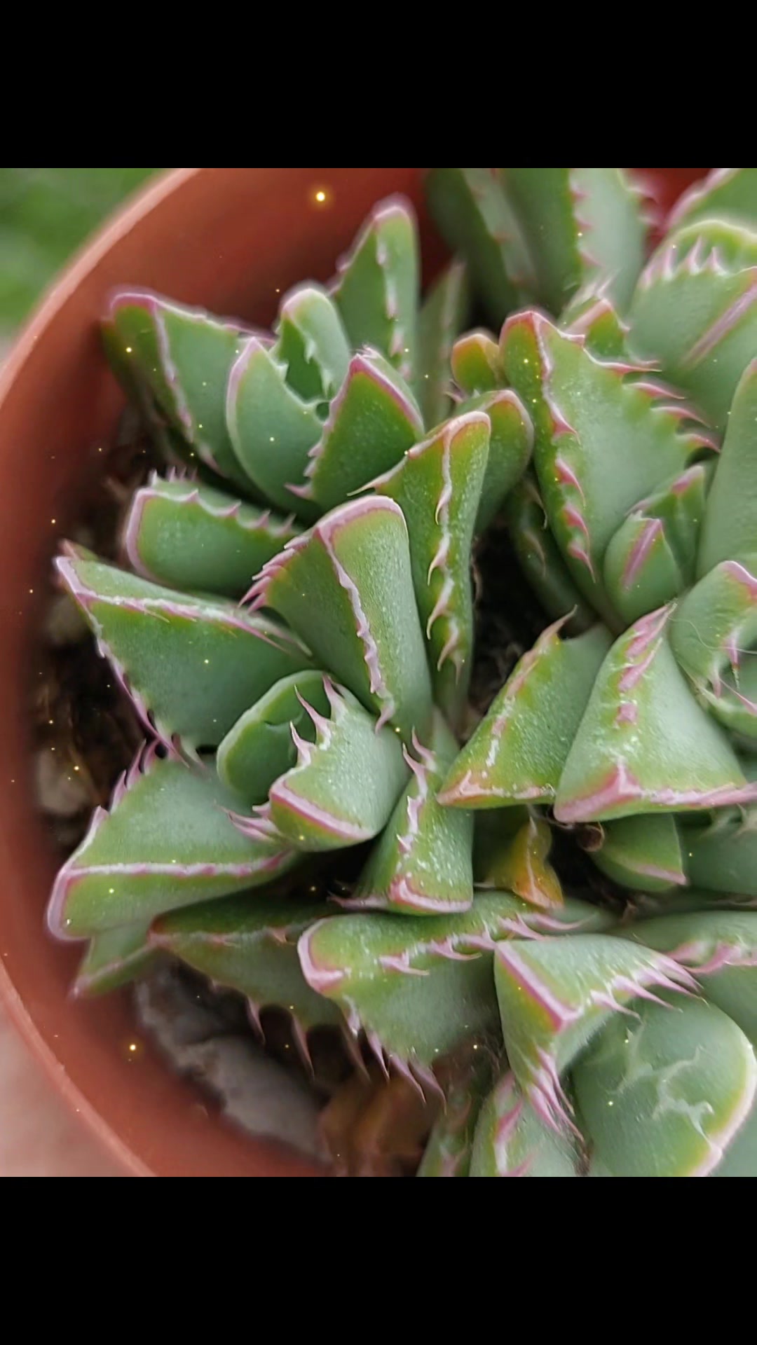 @Encanto Suculento