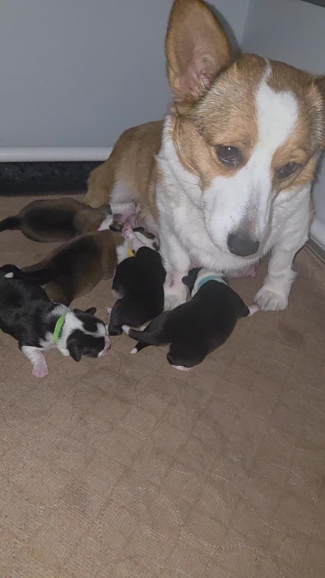 @PNW Pembroke Welsh Corgis