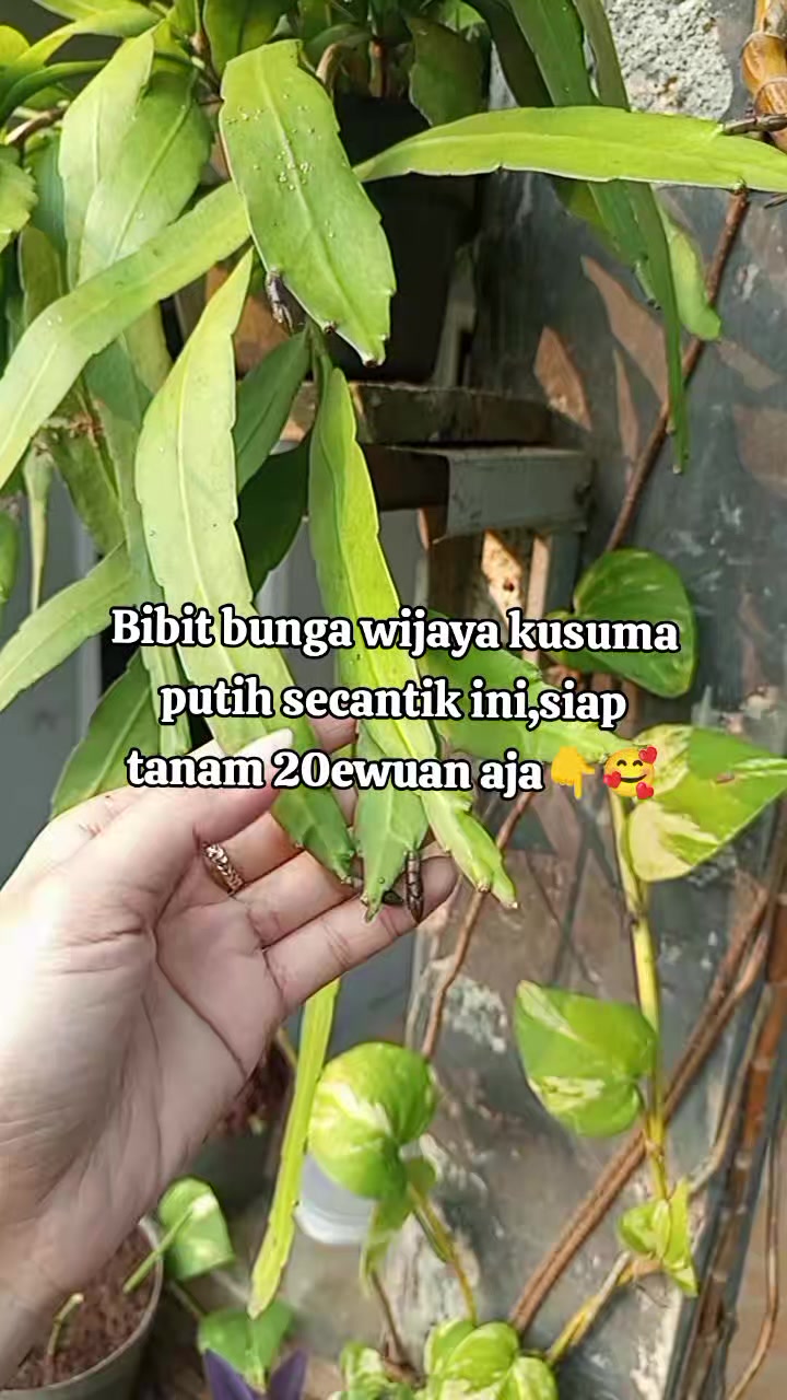 @eka