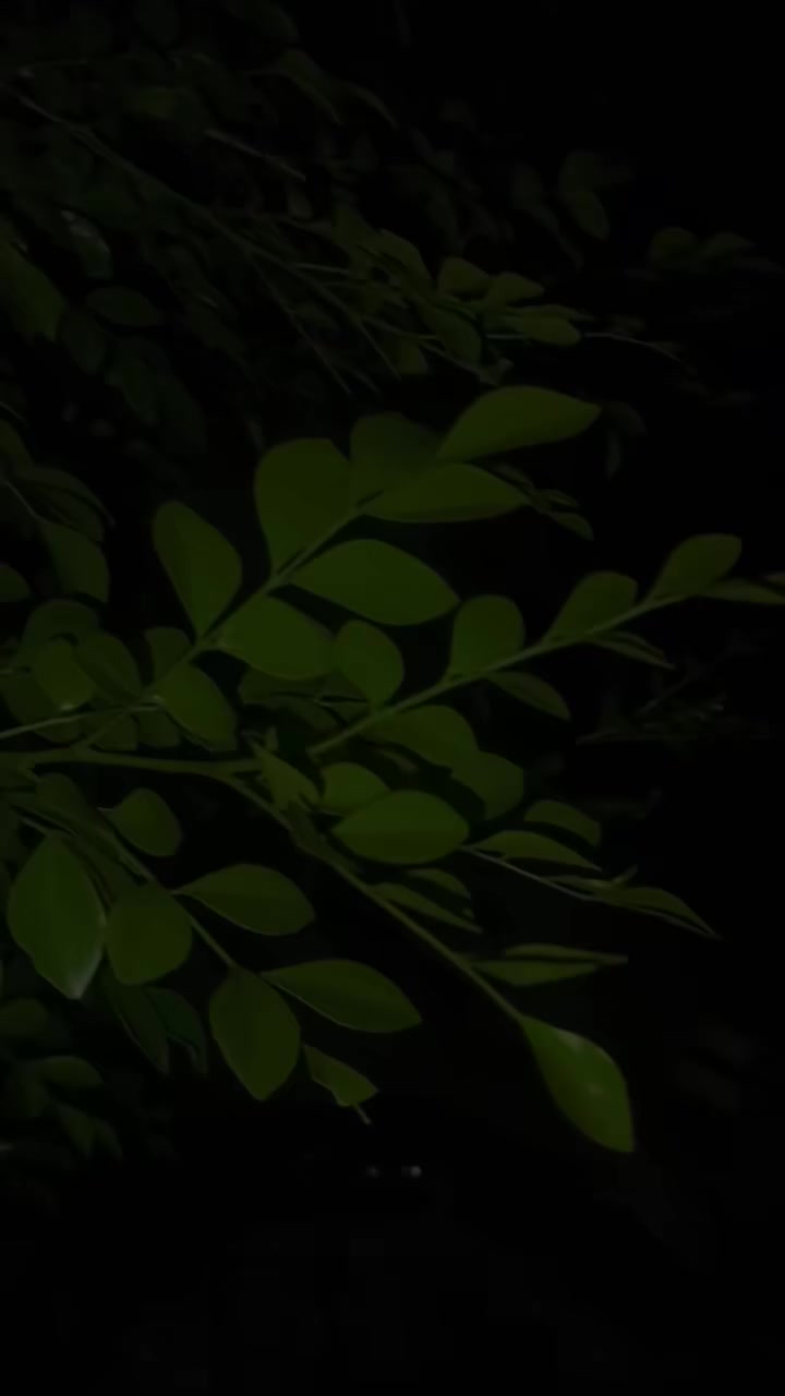 @𓂃𝐐𝐮𝐞ع𝐧֟⸙᭄👑