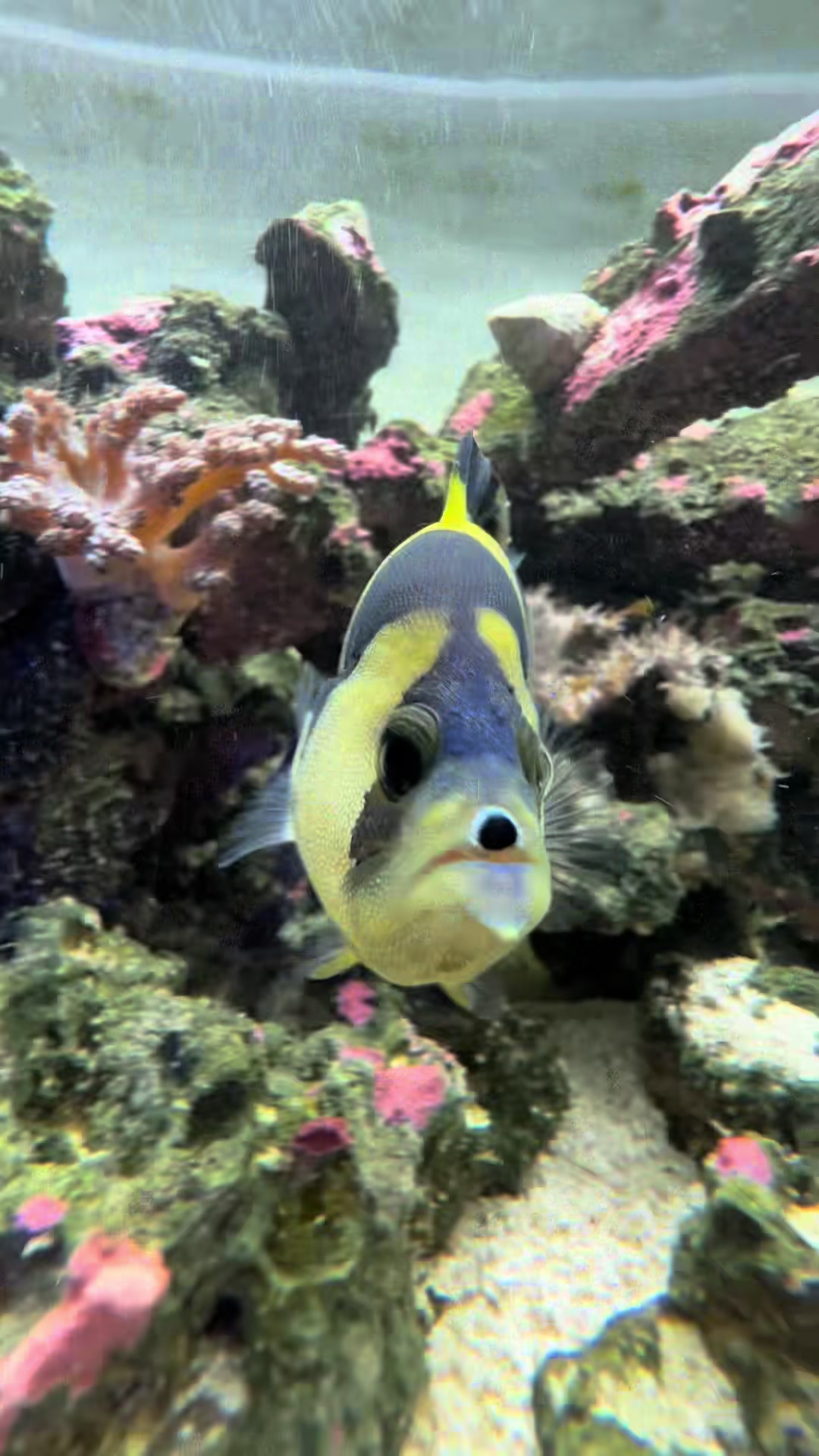@ReefSync