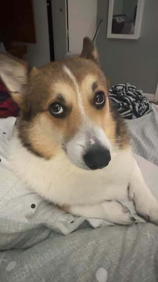 @Ollie The Corgi