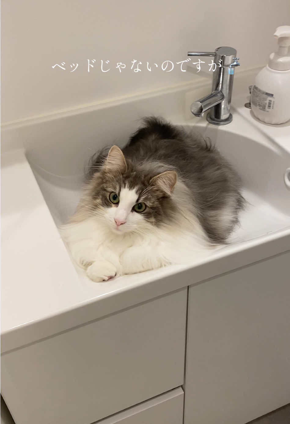@ねここ様