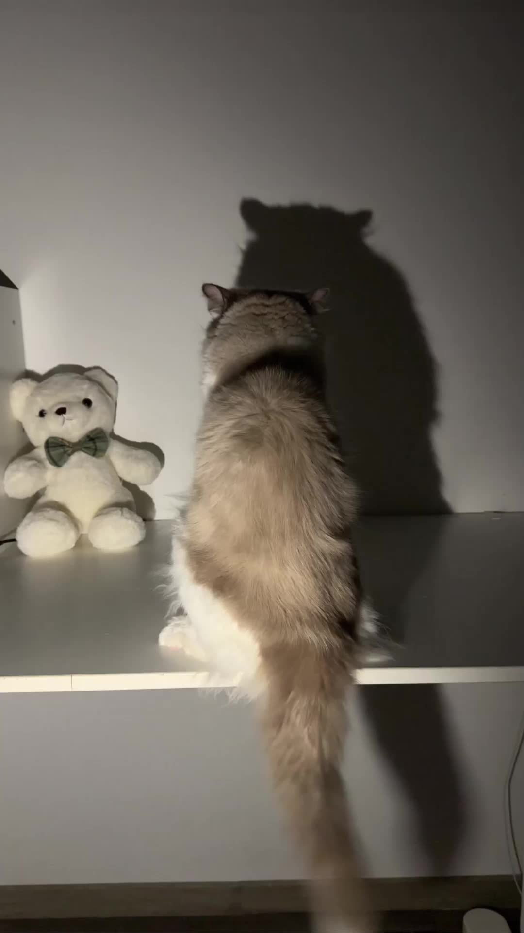 @MoewaiiCat