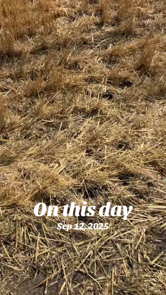 @bf48farmer
