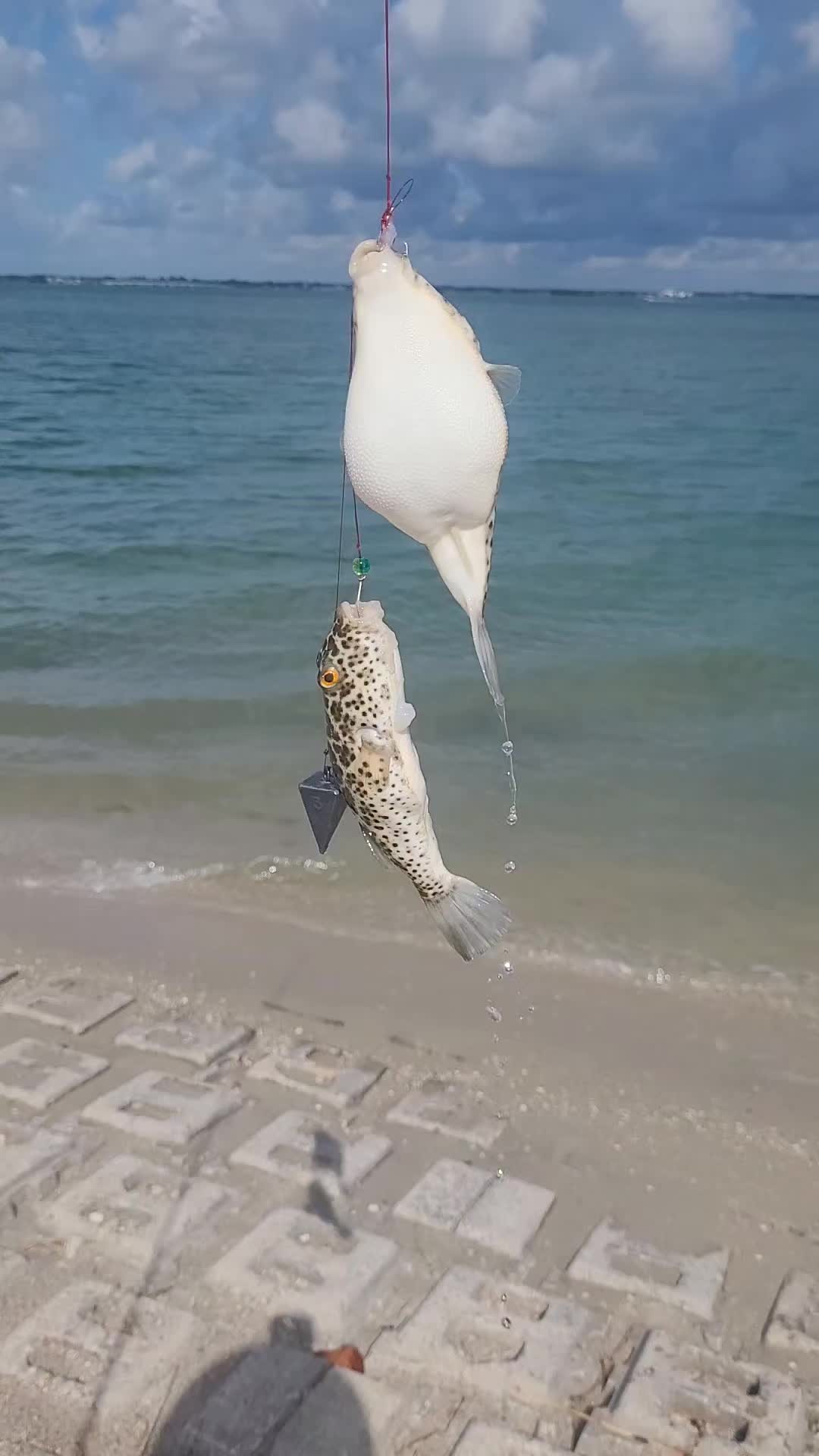 @Ghost of Space Coast Fishing