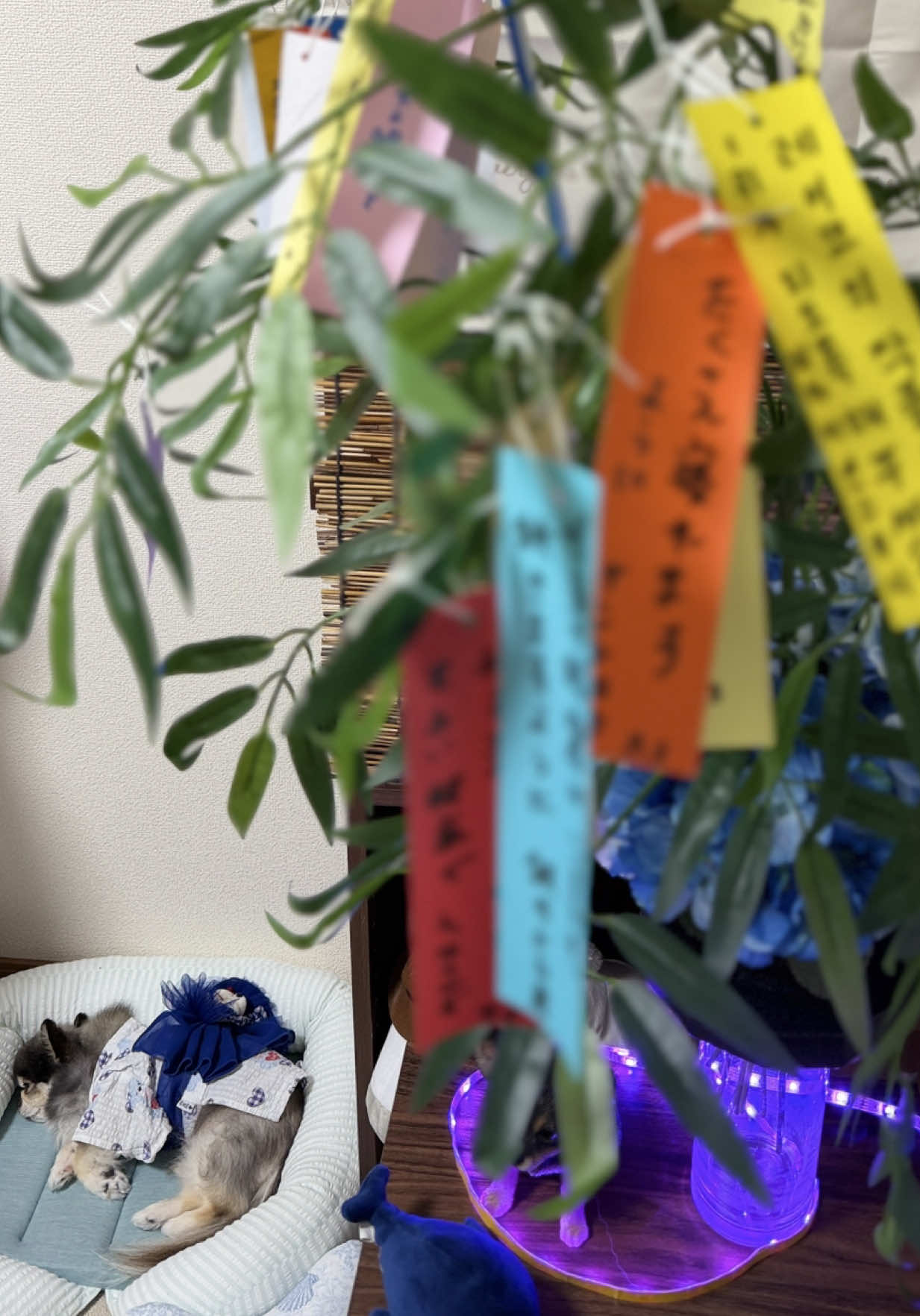 @小早川怜子🥀🎠