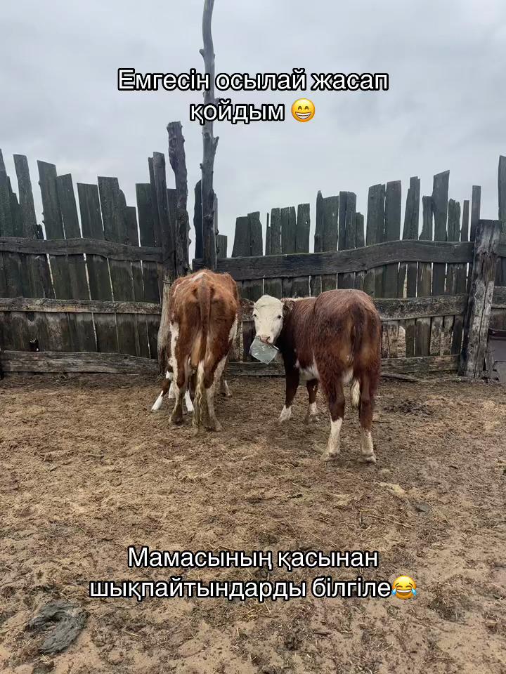 @Erkhat
