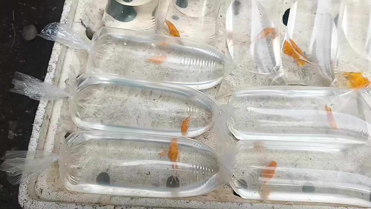 @dexx aquatics
