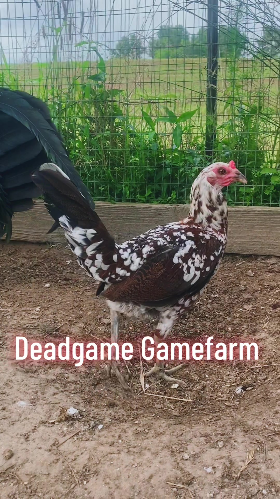 @DeadGame.Gamefarm