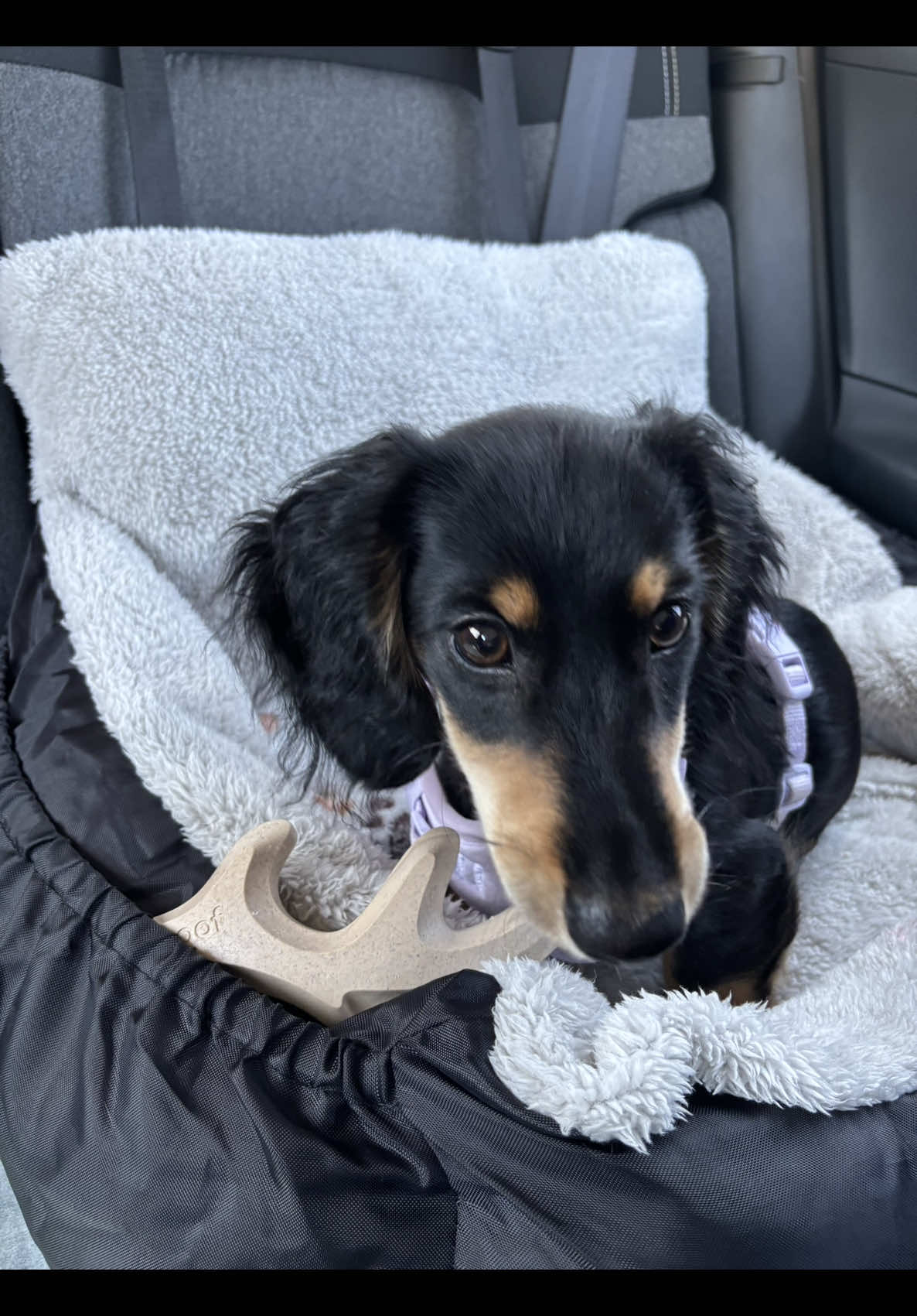 @Eppe | Mini Dachshund