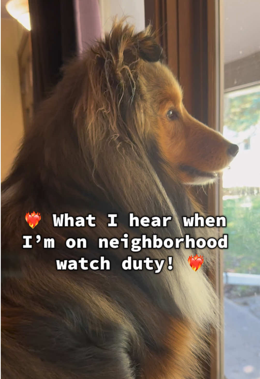 @Pepin The Sheltie