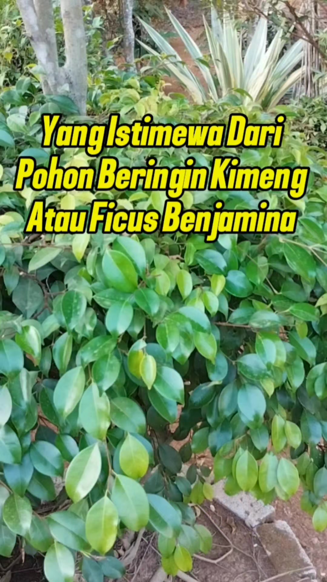 @Bukit Farming
