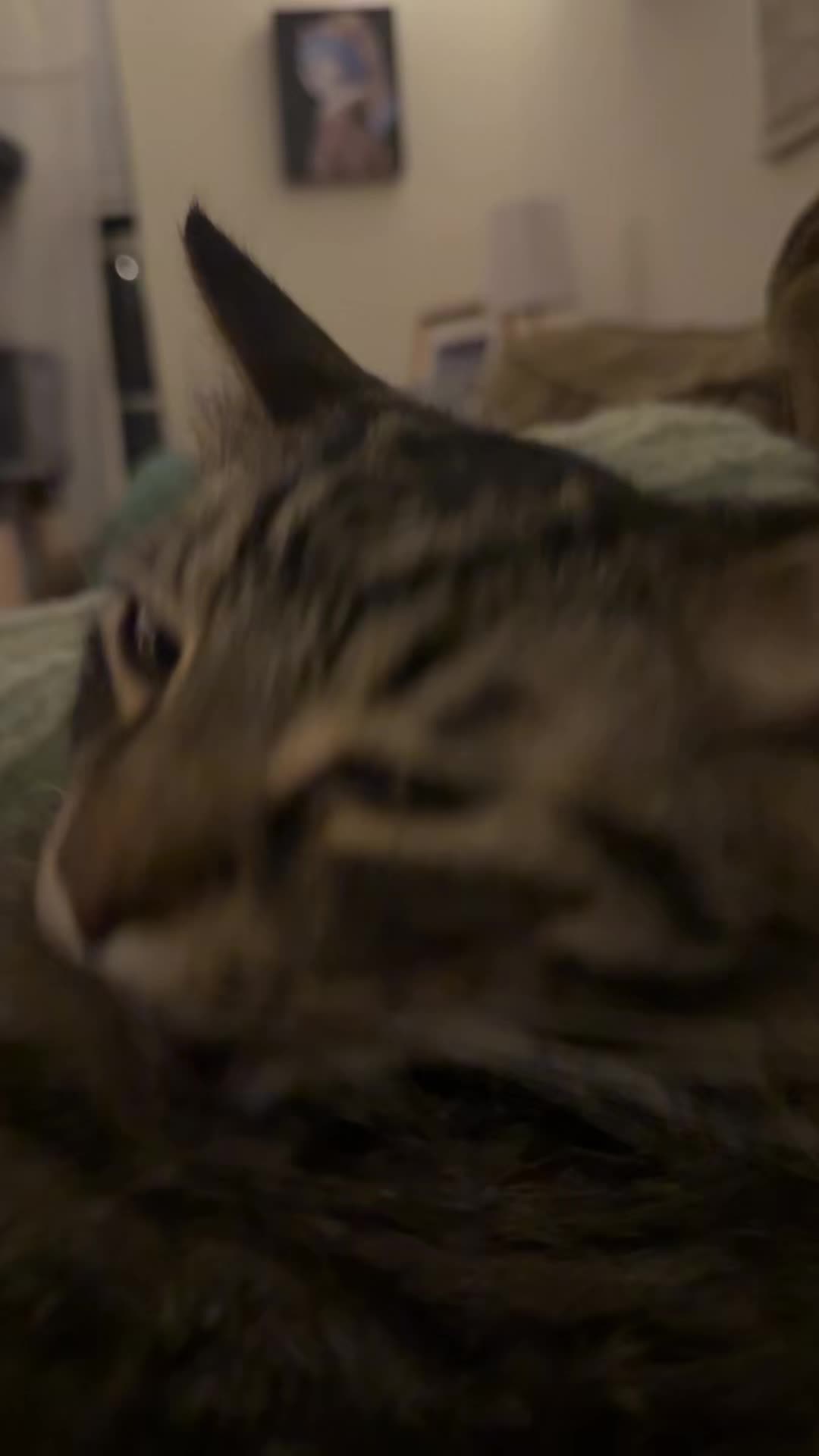 @🥭