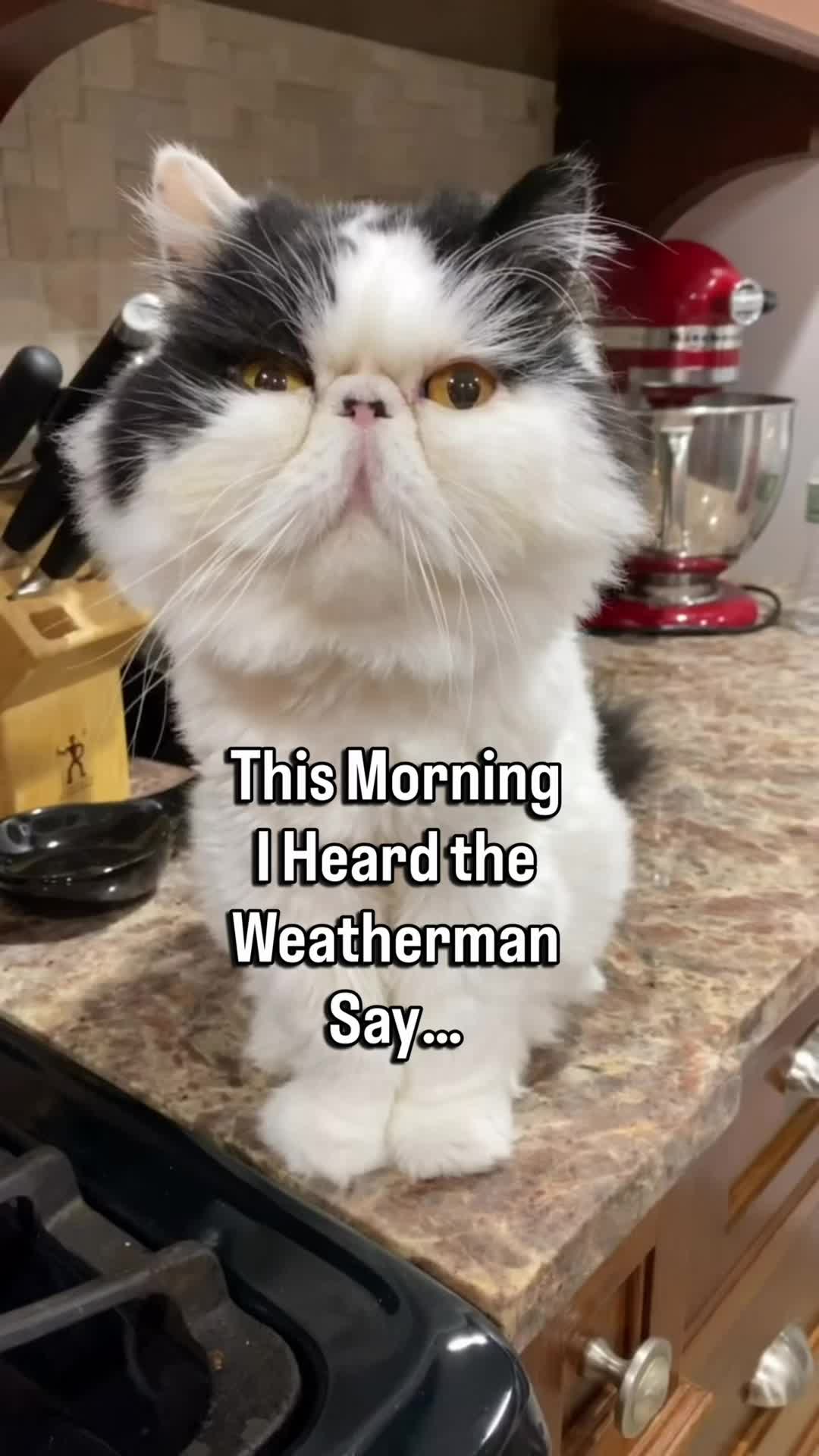 @Walter Bishop The Cat