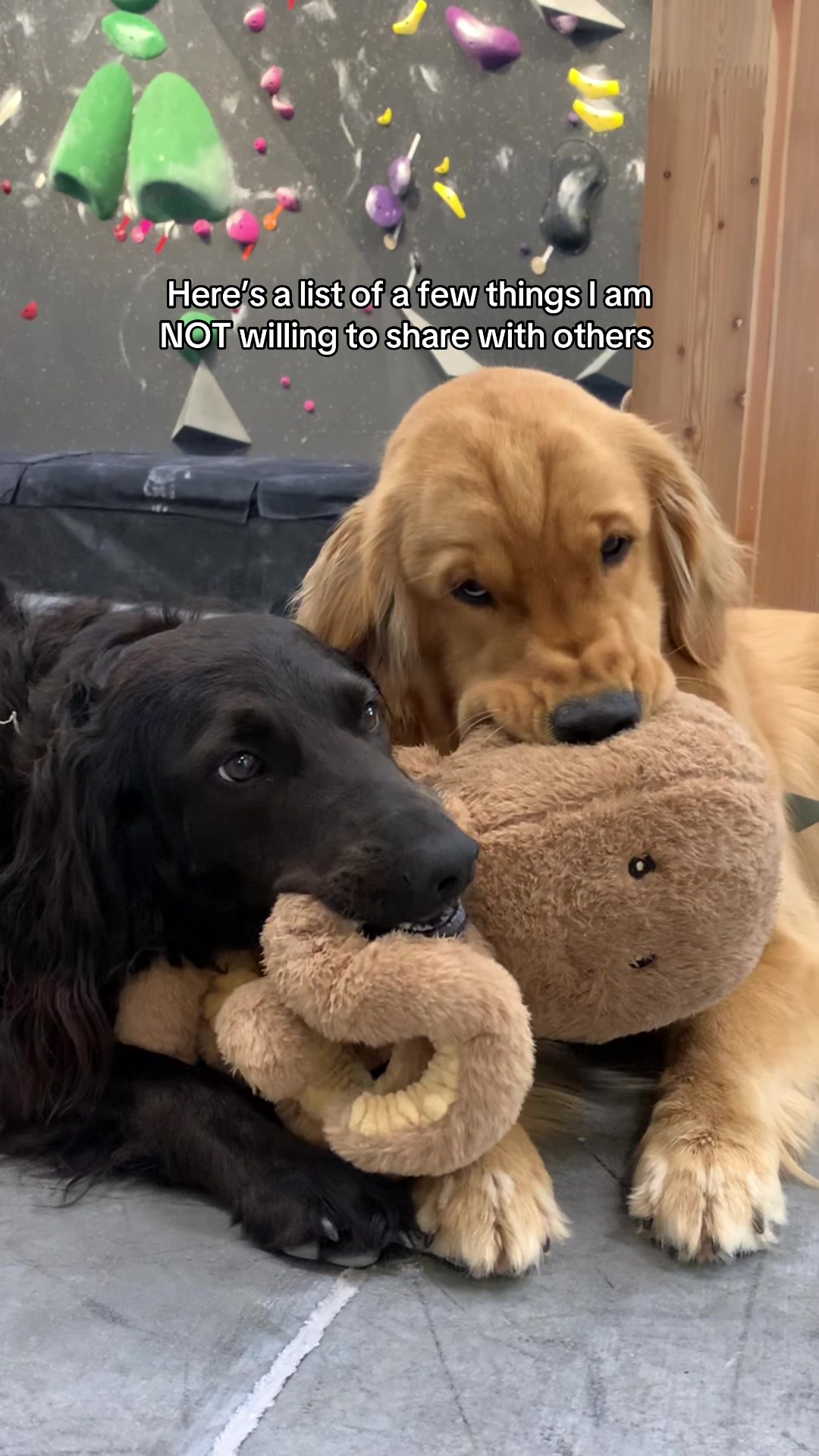 @Pacha and Bucket the Goldens