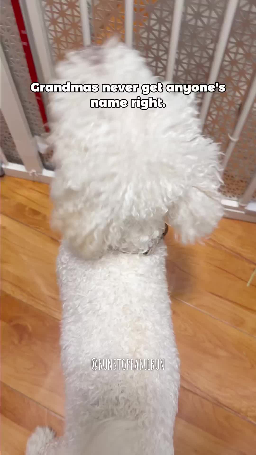 @BunBun, Mochi🌈, Chewy