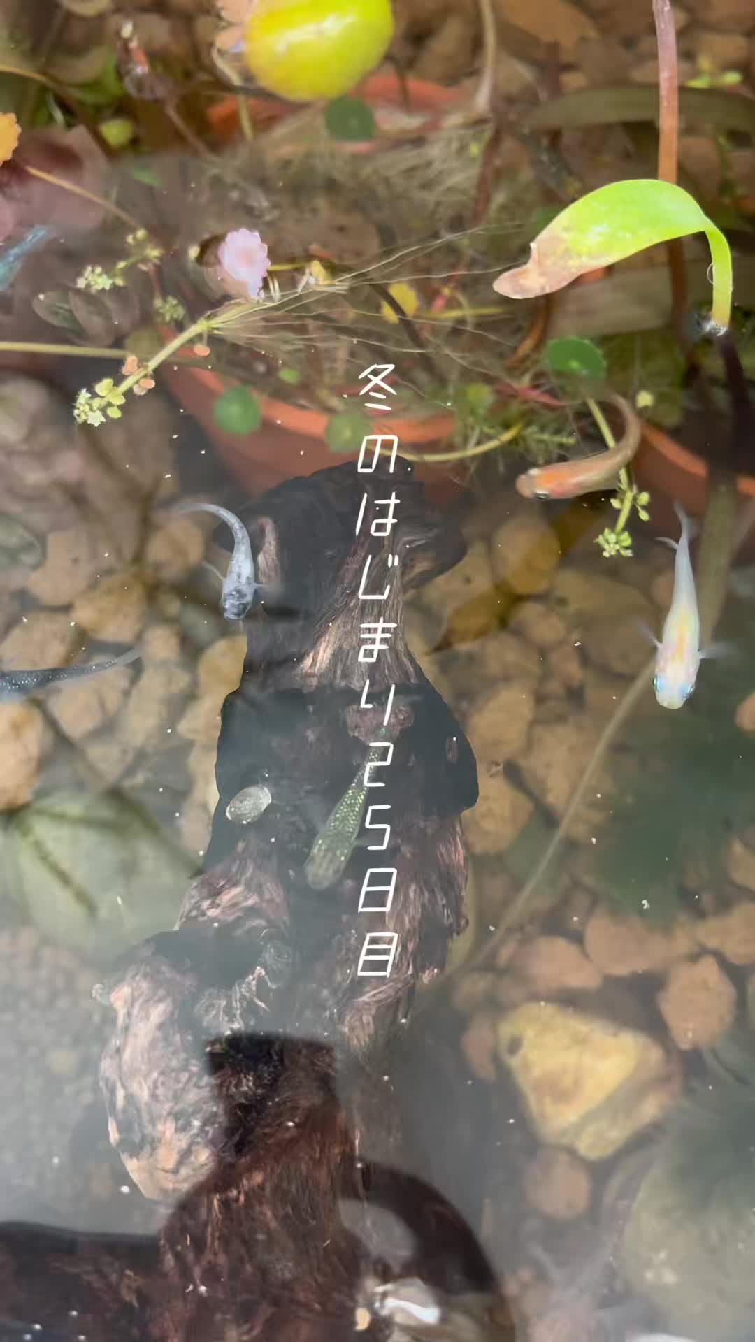 @癒しの田舎暮らし日記