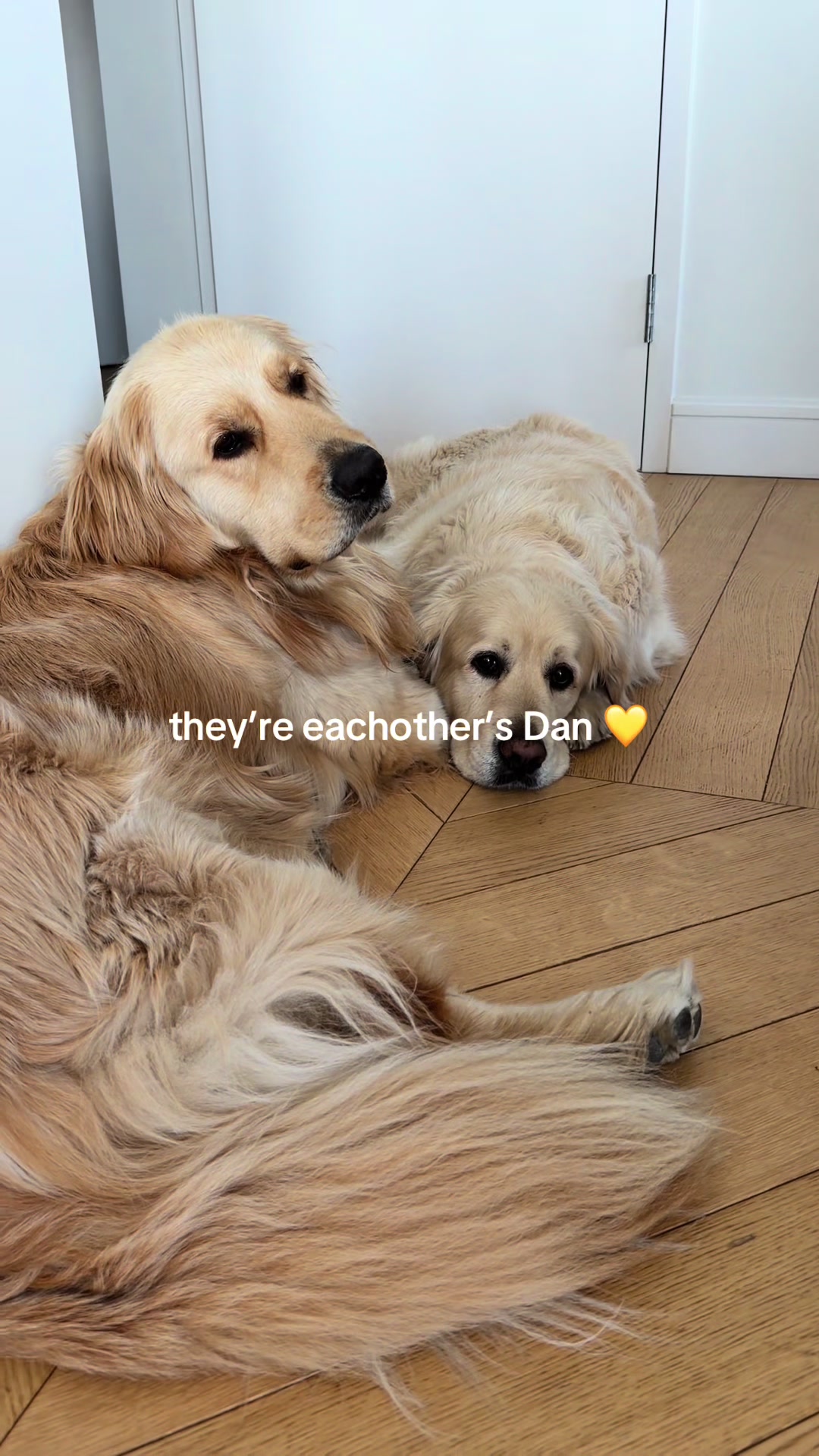 @Frank & George the NYC goldens
