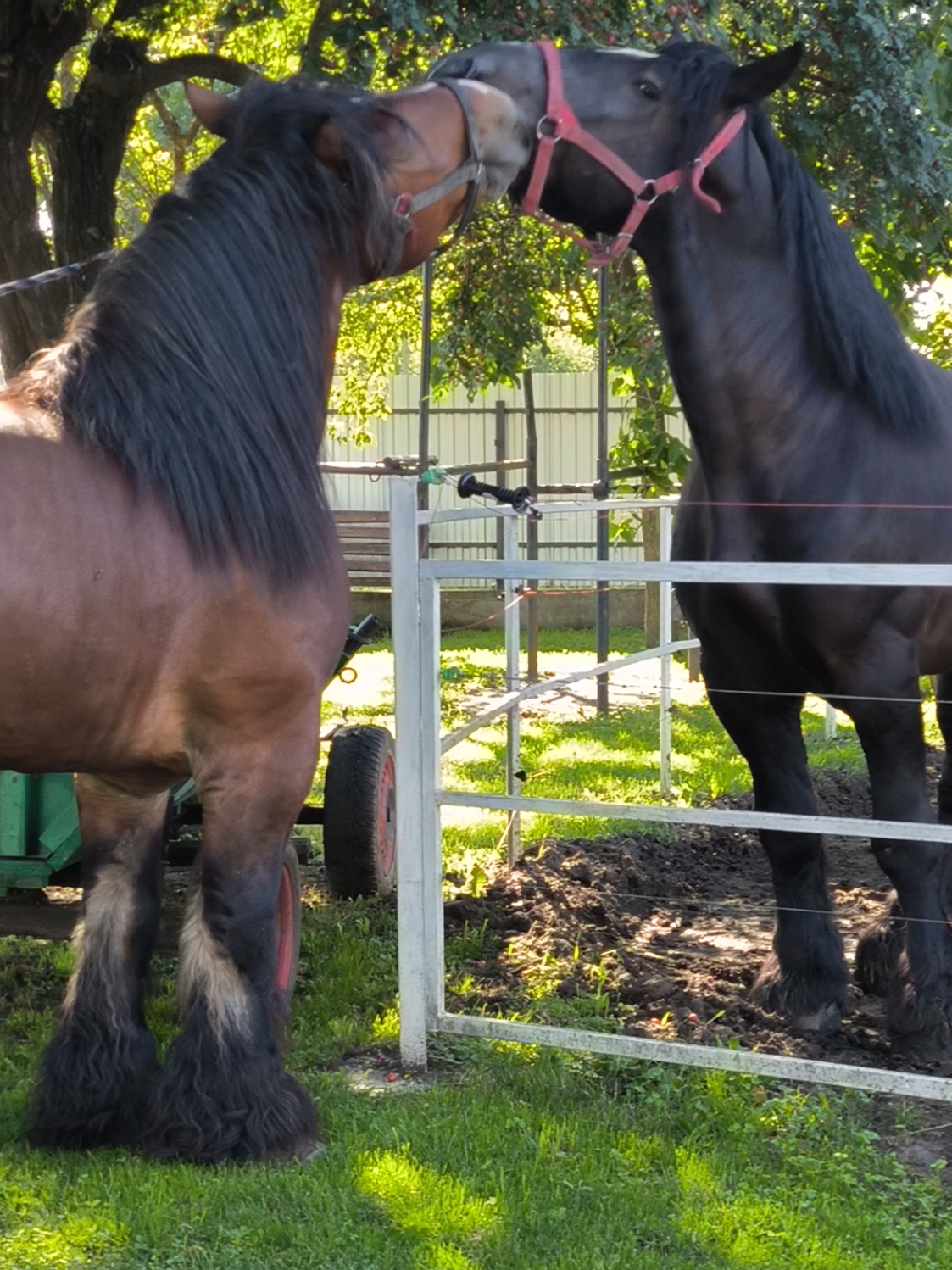 @ВАСЯ БОЙЧУК 🐎
