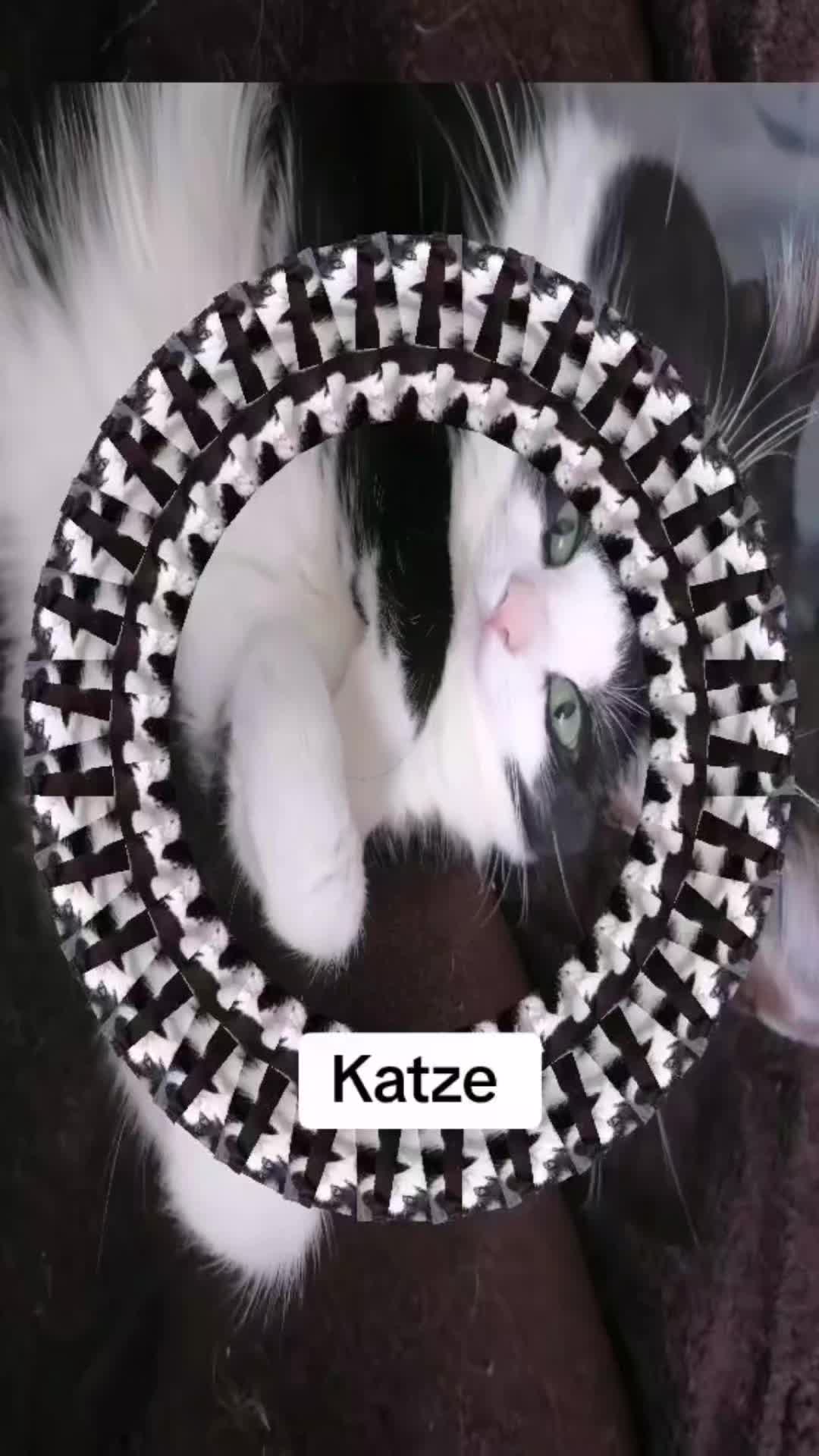 @Badcat _DHC🦁🦁