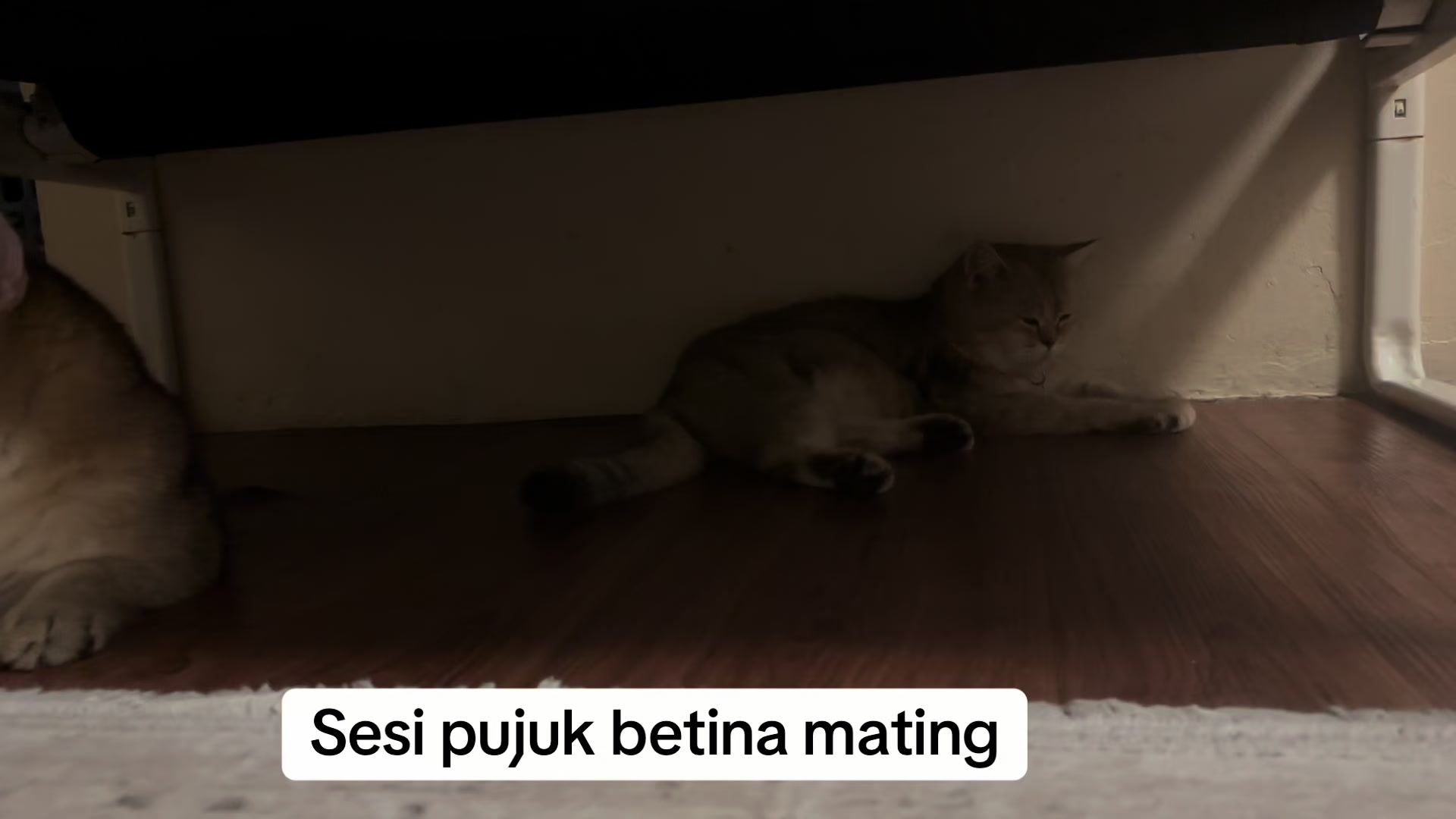 @Anakbulusmami