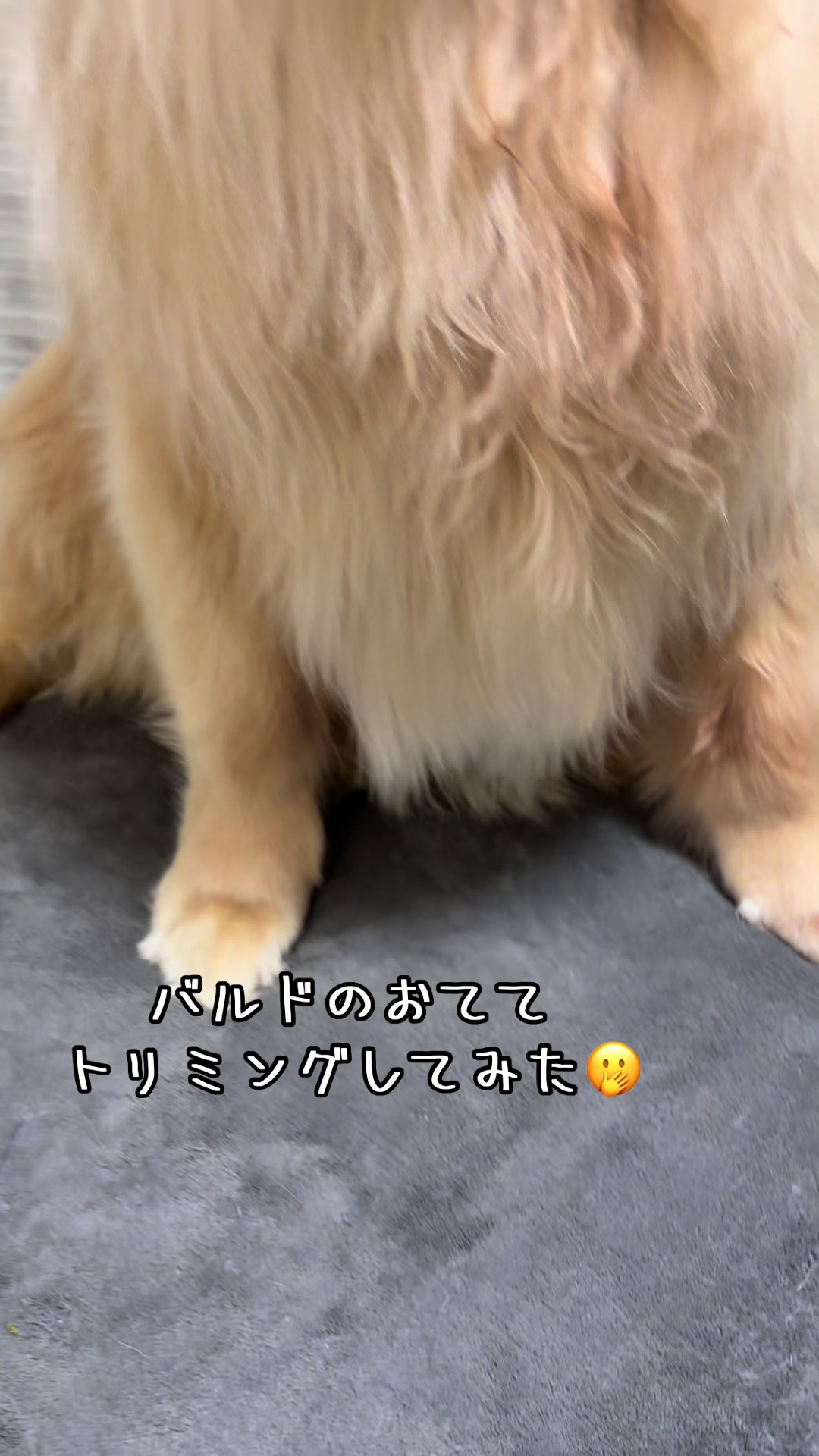 @ムックパパ🔶🐾