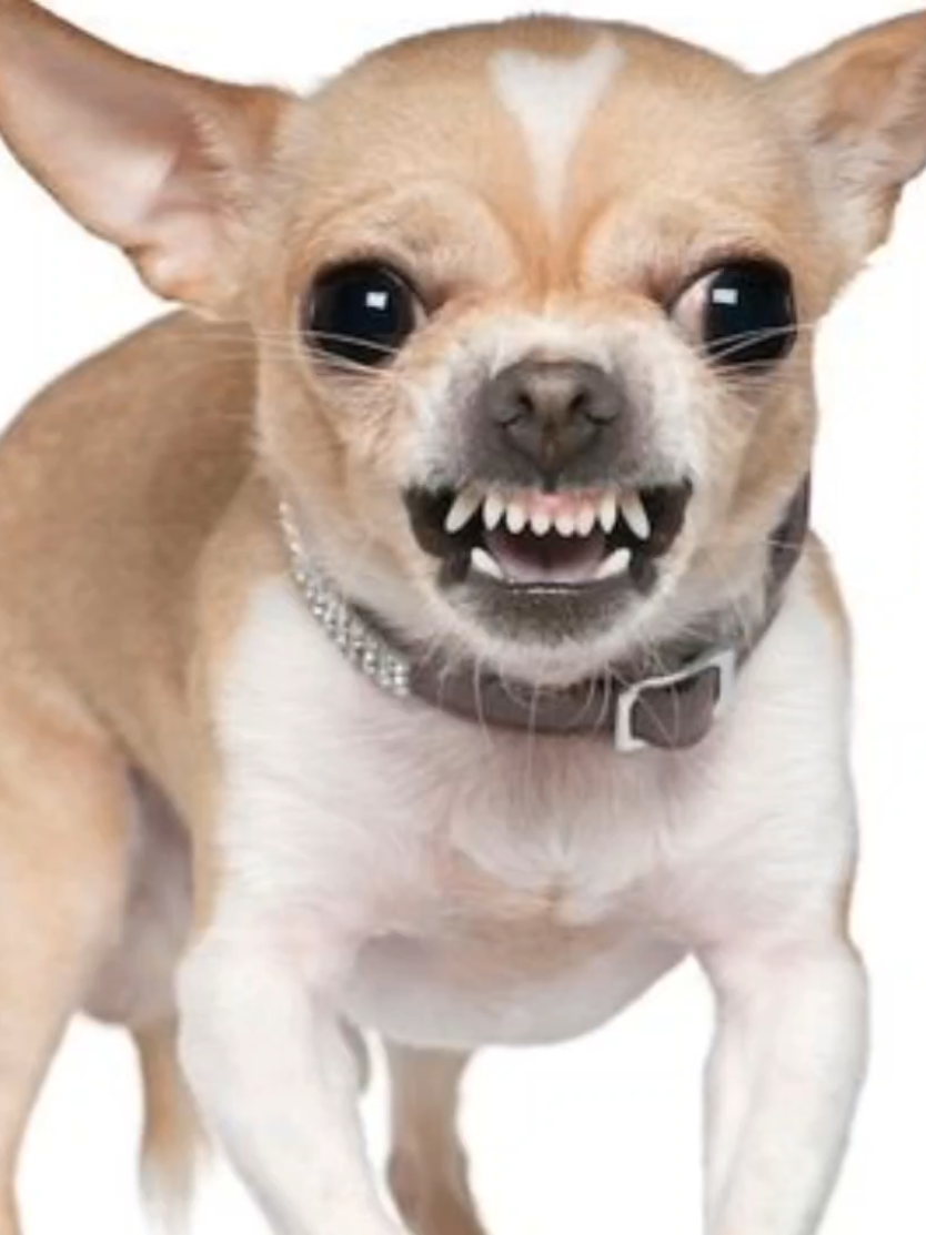 @ᡣ𐭩 &bull;｡ꪆৎ ˚&sdot;