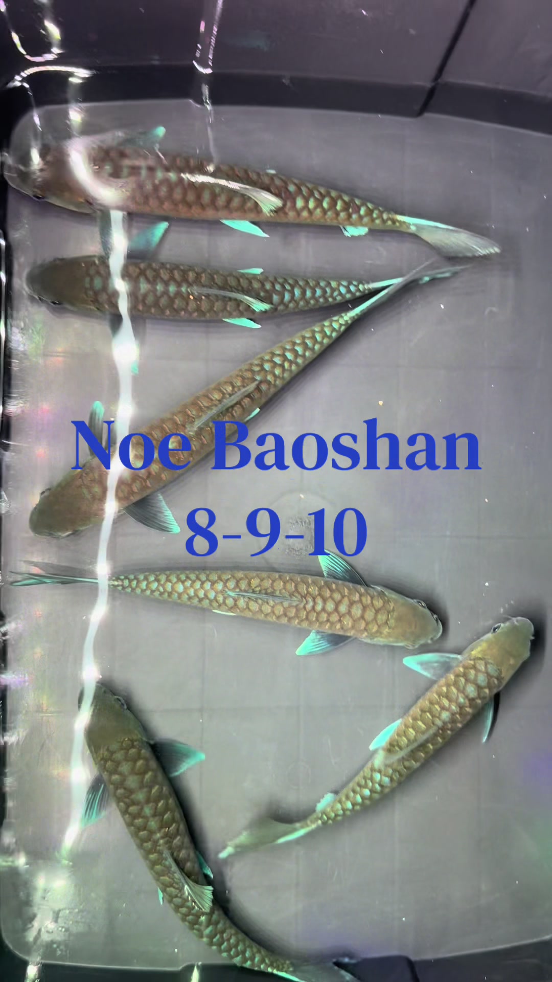 @Din_BB Aquatic