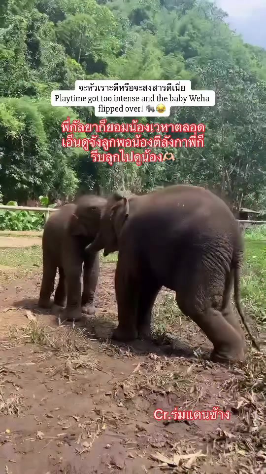 @Siriwan Setraksa(OIL)
