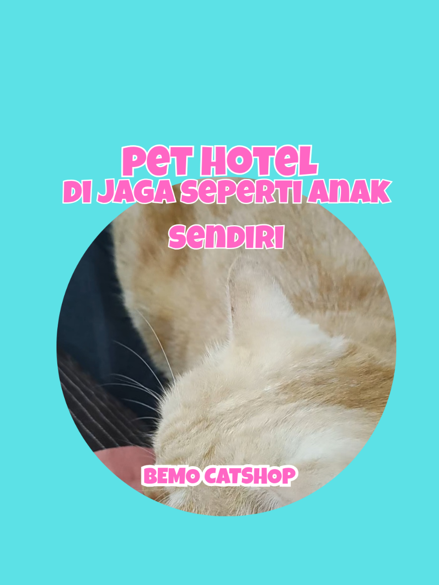 @Bemo Catshop