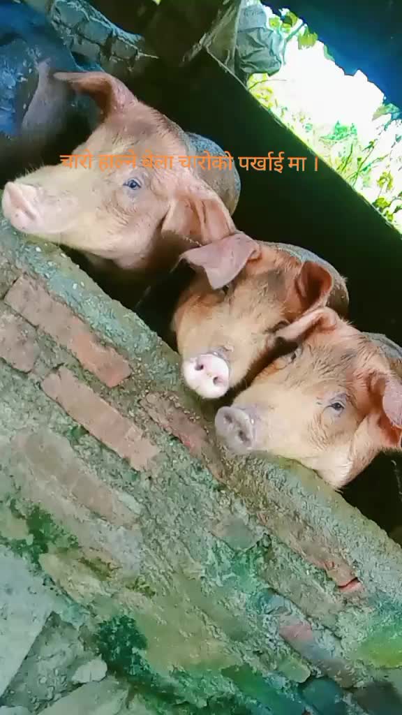 @Rupa Rai