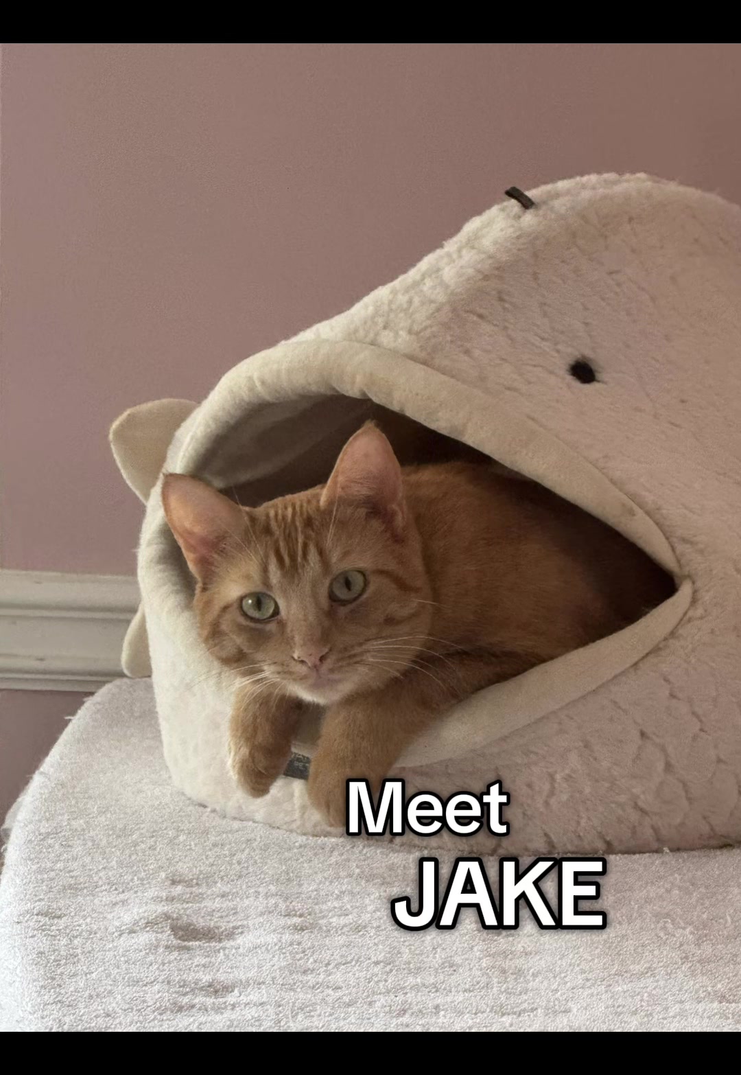 @North Toronto Cat Rescue