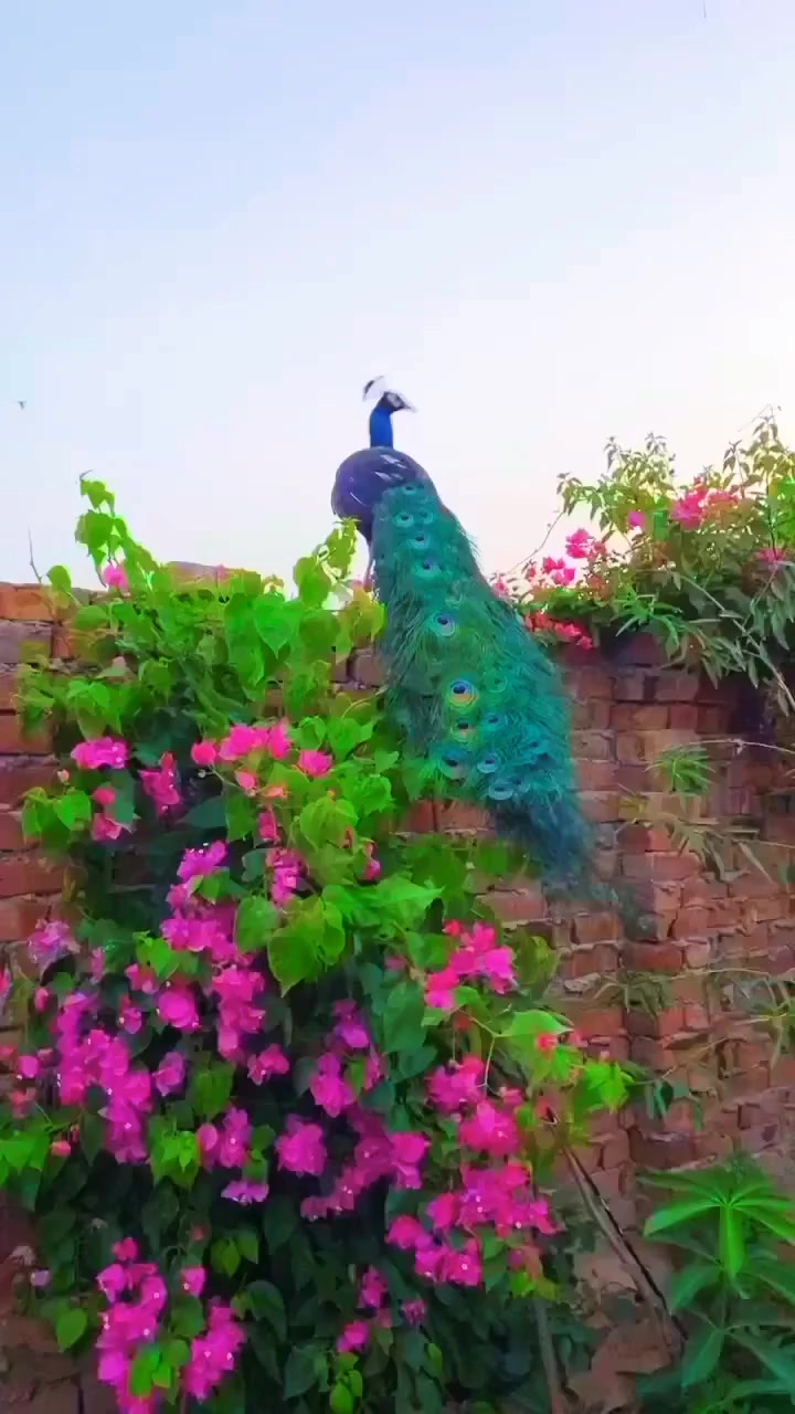 @SAFAH BUTT🦅