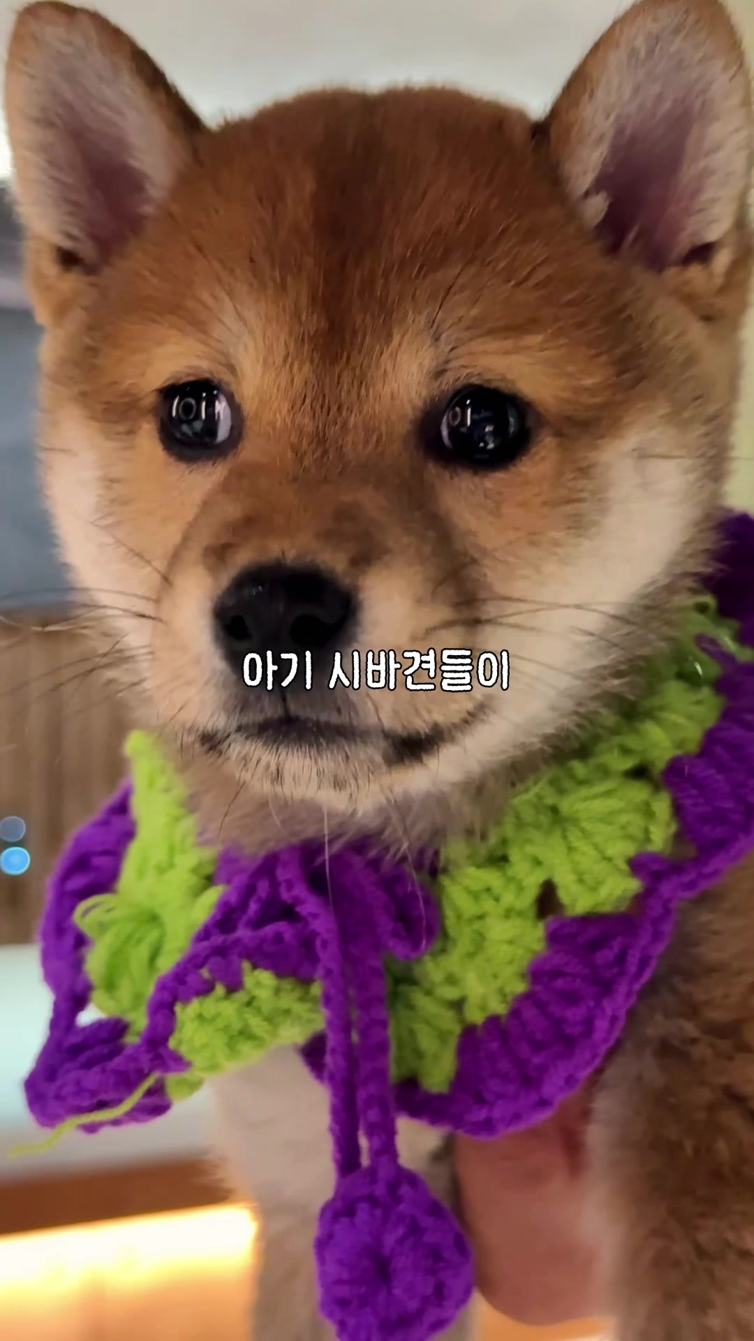 @traveler_jin