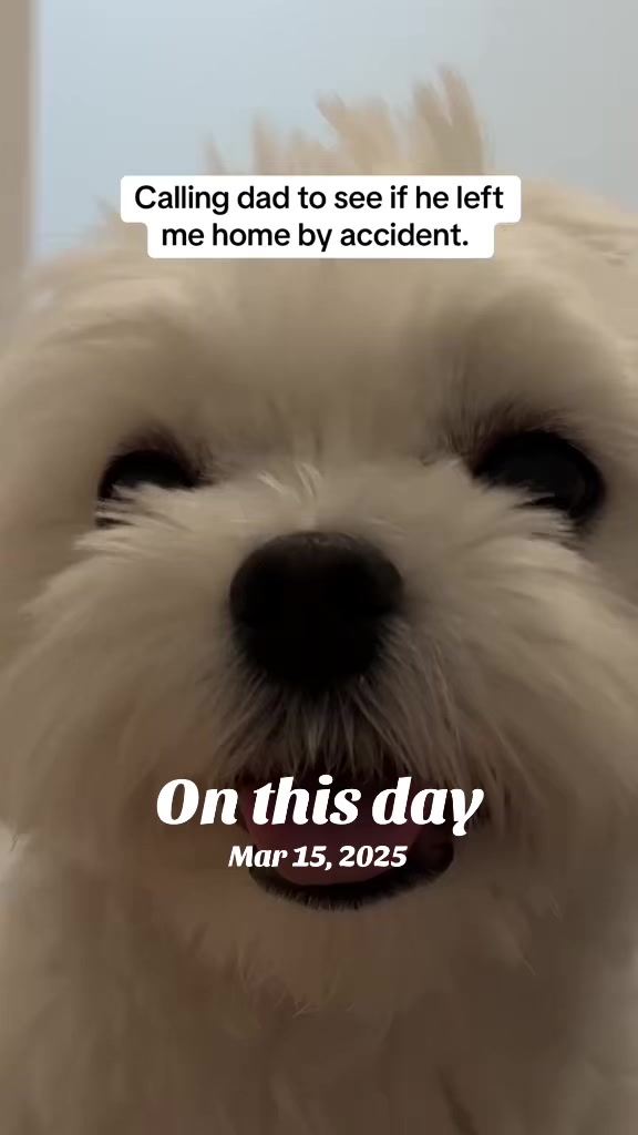 @theluckymaltese