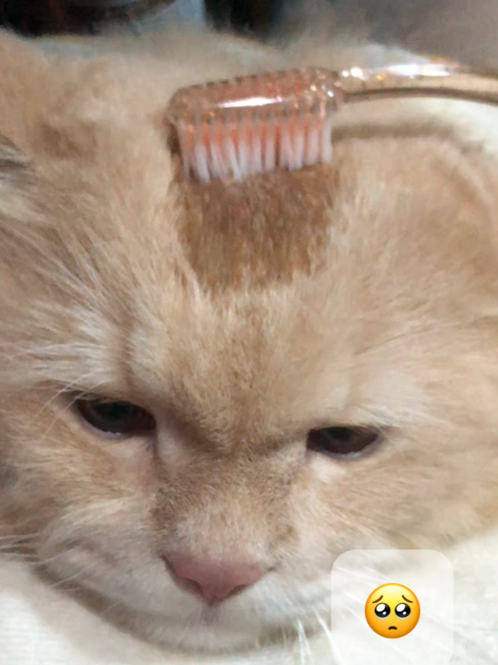 @Yuki the Persian Cat