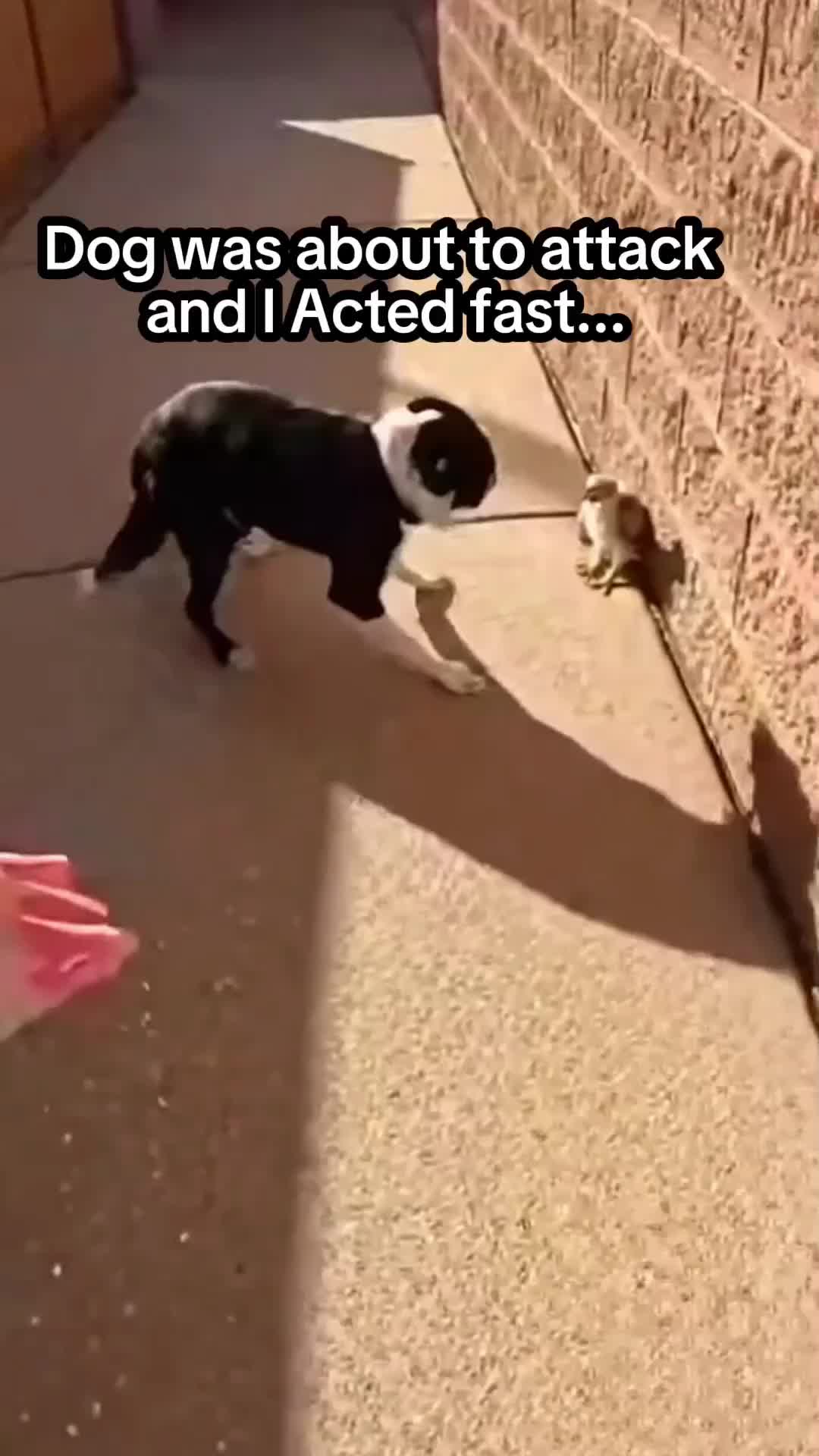 @The Animal Diary