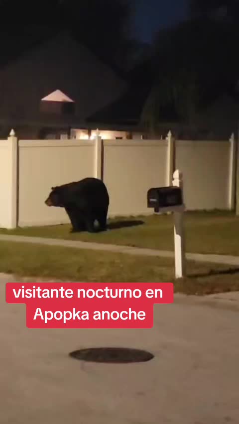 @Emilia Ippolito