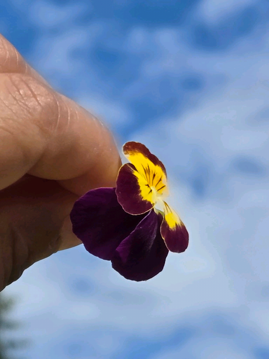 @🧿🪬 VERONICA🪬🧿