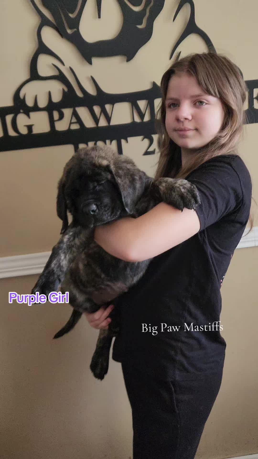 @Big Paw Mastiffs