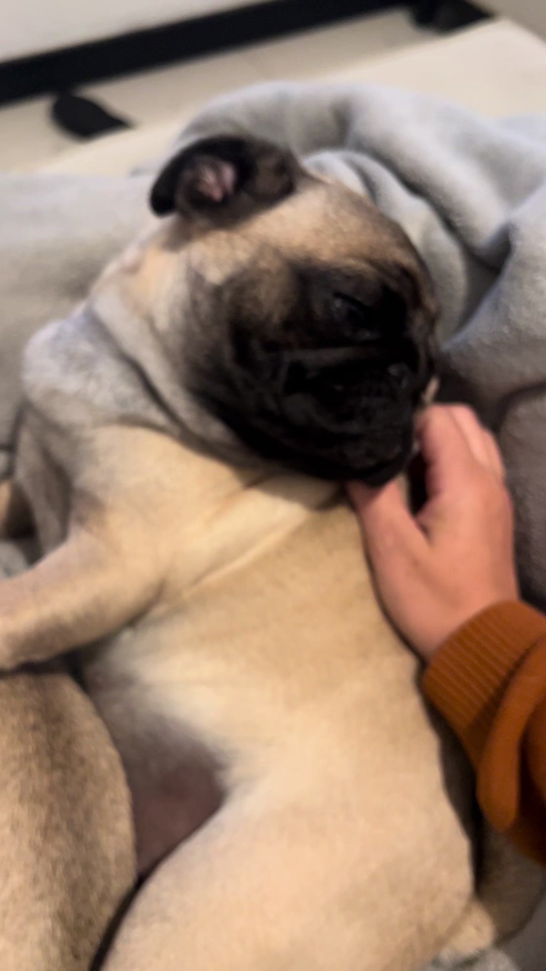 @pugSofyHarry