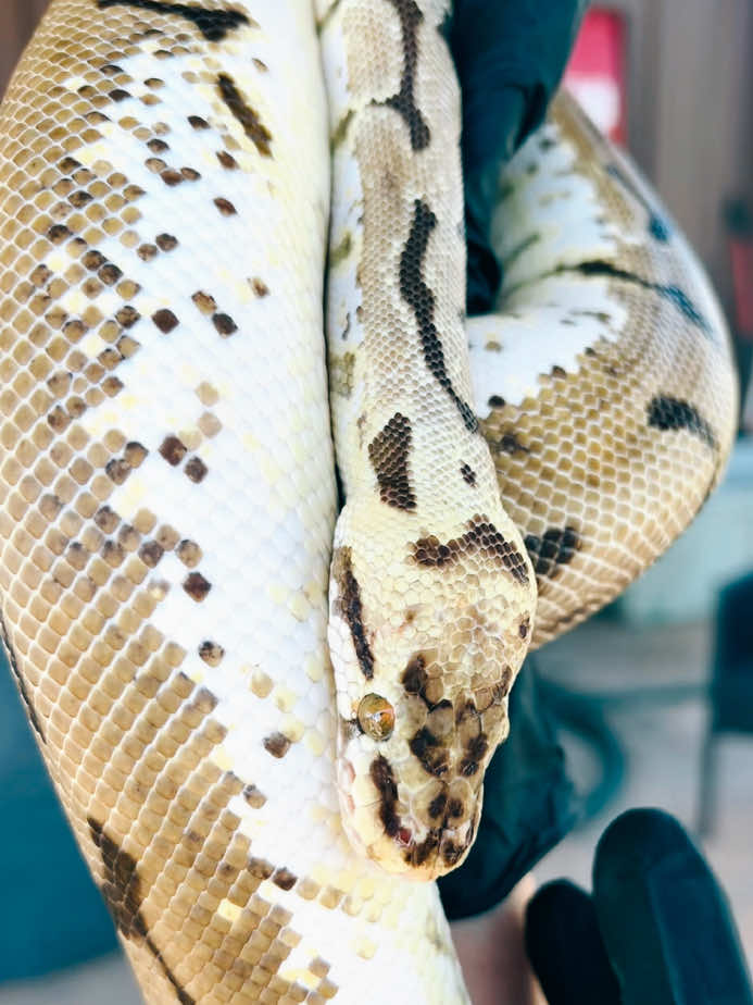 @Elliott Exotics