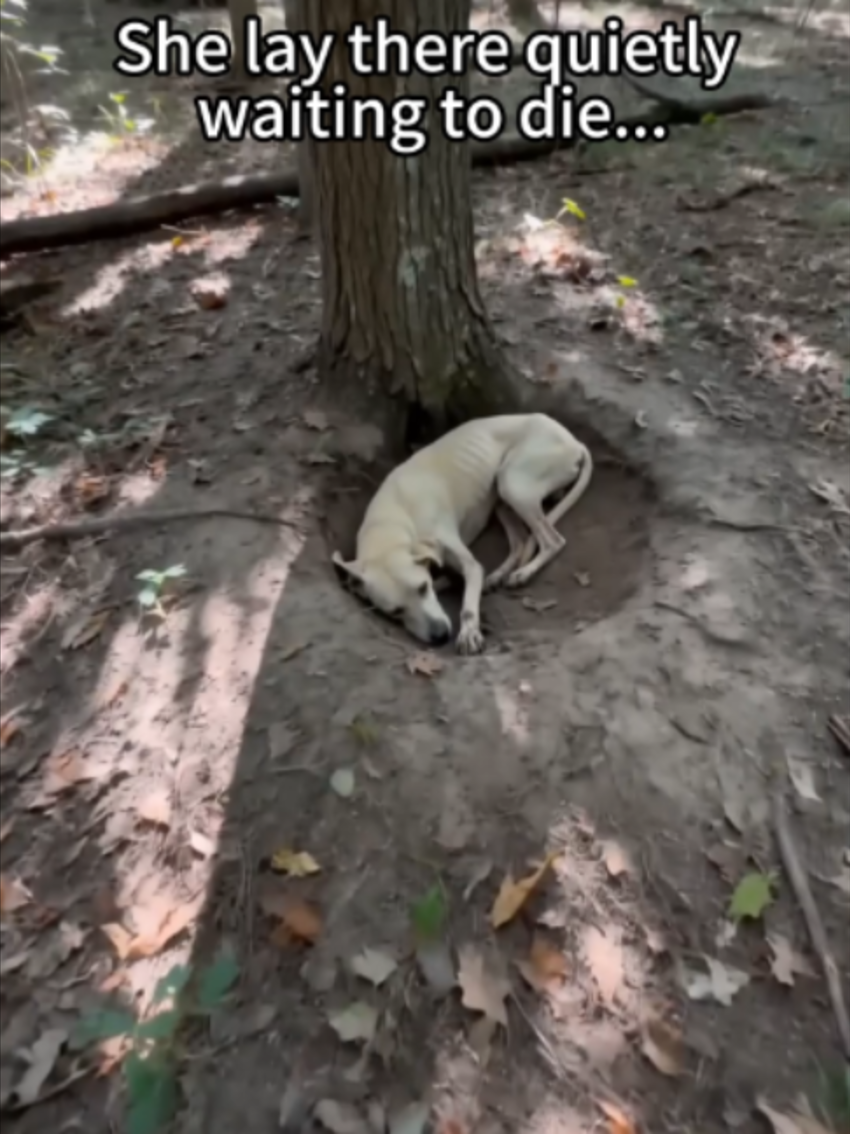 @PawsUnited