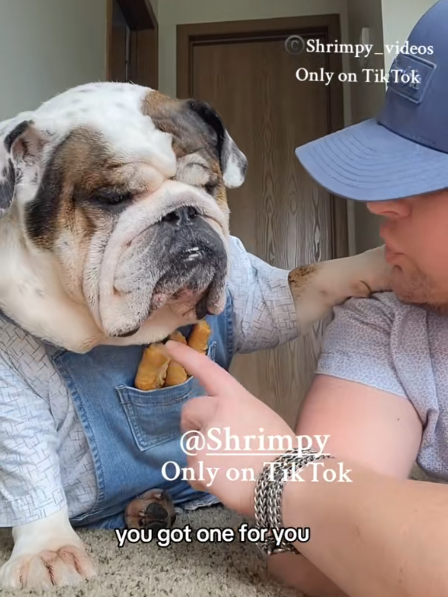 @Shrimpy